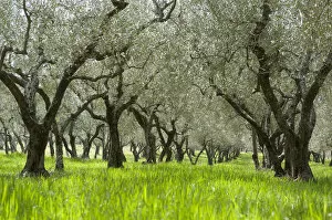 Oleaceae Gallery: Olive orchard, green grass, near Bolsena, Lazio, Italy, Southern Europe, Europe