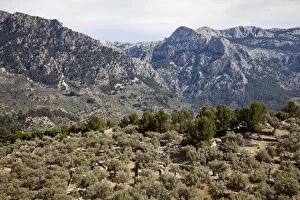 Images Dated 1st May 2015: Olive orchard in Sierra de Tramuntana