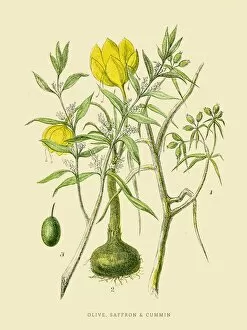 Images Dated 25th July 2016: Olive saffron cummin illustration 1851