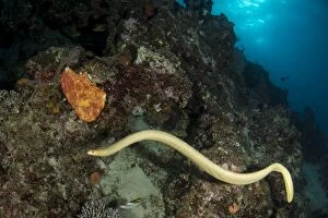 Images Dated 18th August 2015: Olive Sea Snake