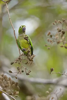 Images Dated 27th August 2018: Olive-throated Parakeet (Eupsittula nana)