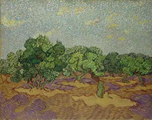 Rural Life Prints: Olive Trees