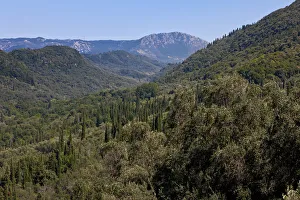Olive trees and cypresses, Corfu Island, Ionian Islands, Greece, Southern Europe Olive trees and cypresses, Corfu Island, Ionian Islands, Greece, Southern Europe