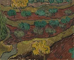 Summer Landscape Prints: Olive Trees On A Hillside