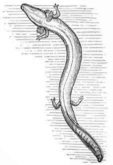 Book Collection: Olm or proteus (Proteus anguinus)