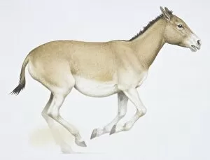 Perissodactyla Gallery: An Onager or Wild Ass, Equus hemionusa, light brown donkey like animal