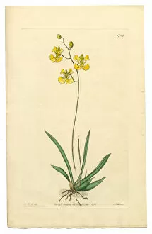 Images Dated 21st September 2016: Oncidium, Oncidium Lemonianum, Gynandria Monandria Victorian Botanical Illustration, 1835