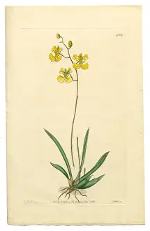 Orchid Prints: Oncidium, Oncidium Lemonianum, Gynandria Monandria Victorian Botanical Illustration, 1835
