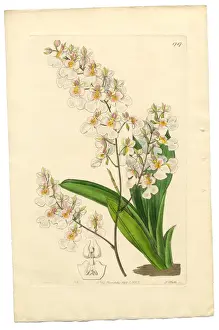Root Prints: Oncidium, Oncidium Pulchellum, Gynandria Monandria Victorian Botanical Illustration, 1835