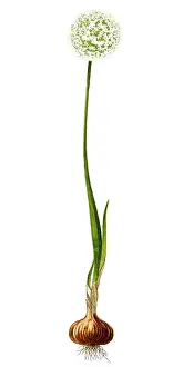 The onion (Allium cepa) also known as the bulb onion or common onion