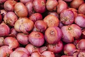 Images Dated 5th April 2012: Onions -Allium cepa-