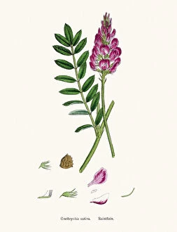 English Botany, or Coloured figures of British Plants Collection: Onobrychis or sainfoins plant 19th century illustration