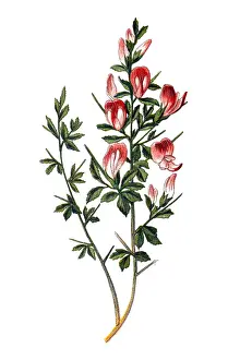 Ononis spinosa (spiny restharrow )