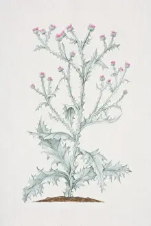 Growing Prints: Onopordum acanthium, Cotton Thistle or Scotch Thistle plant growing in soil