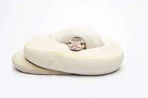 Rolled Up Prints: Opal Diamond Ball Python or Royal Python -Python regius-, male