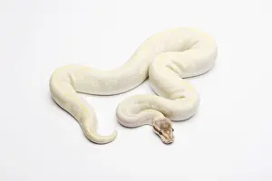 Reptilia Prints: Opal Diamond Ball Python or Royal Python -Python regius-, male