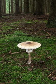 Parasol Gallery: Opened Parasol Mushroom (Macrolepiota procera), Allgaeu, Bavaria, Germany, Europe