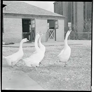 Opening Day of Farm-In-The-Zoo