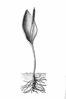 Images Dated 22nd March 2016: Ophioglossum vulgatum (adder s-tongue)