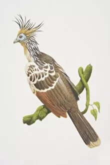 Jungle Gallery: Opisthocomus hoatzin, Hoatzin perched on a tree branch, side view