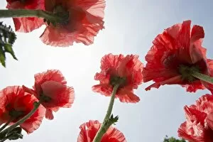Opium poppies -Papaver somniferum-, blossoms