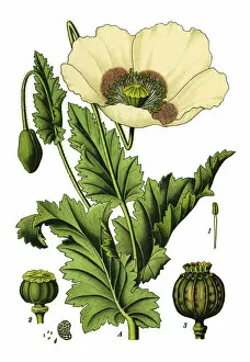 Medicinal and Herbal Plant Illustrations Collection: opium poppy