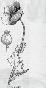 Opium Prints: Opium Poppy Illustration