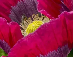 Images Dated 20th July 2014: Opium Poppy -Papaver somniferum-
