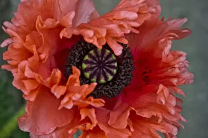 Images Dated 22nd May 2011: Opium Poppy -Papaver somniferum-