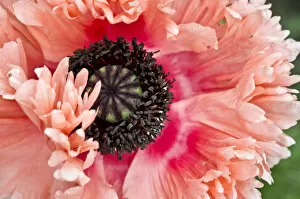 Opium poppy -Papaver somniferum-, blossom