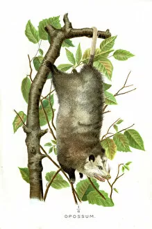Diseases of Poultry by Leonard Pearson Gallery: Opossum lithograph 1897