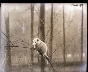 Opossum Prints: An Opossum In A Tree
