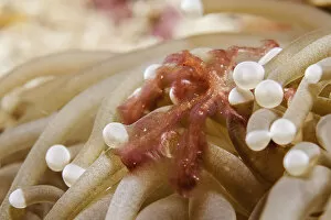 Images Dated 18th December 2012: Orang-utan Crab