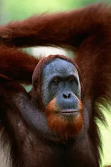Images Dated 3rd September 2005: Orang utan (Pongo pygmaeus) close up, Gunung leuser N.P, Indonesia