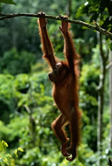 Images Dated 3rd September 2005: Orang utan (Pongo pygmaeus) hanging from branch, Gunung Leuser N. P, Indonesia