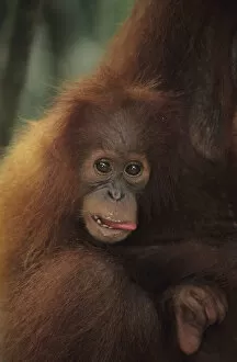 Orang-utan (Pongo pygmaeus) holding young, Gunung Leuser National Park, Indonesia