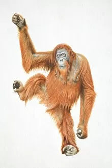 Images Dated 30th March 2006: Orang-utan, Pongo pygmaeus raising one leg and one arm, front view