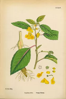 Images Dated 16th March 2017: Orange Balsam, Impatiens fulva, Victorian Botanical Illustration, 1863