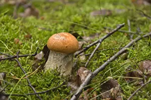 Woods Prints: Orange Birch Bolete mushroom (Leccinum versipelle)