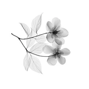 Radiography Collection: Orange blossom flowers, X-ray