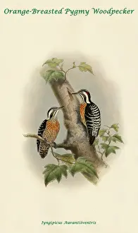Feathers Prints: Orange-Breasted Pygmy Woodpecker