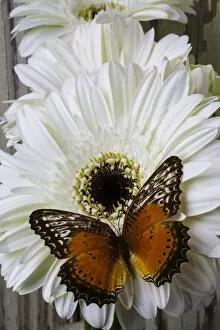 Images Dated 14th April 2016: Orange Butterfly On White Daisy