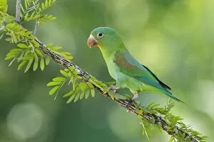 Images Dated 14th June 2015: Orange-chinned parakeet