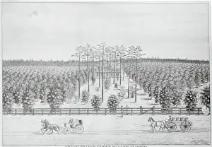Orange Grove in Florida