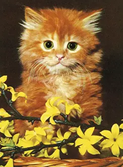 One An Prints: Orange Kitten with Flowers
