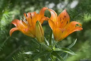 Variety Prints: Orange Lily or Fire Lily (Lilium bulbiferum)