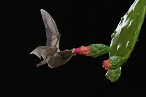 Orange nectar bat
