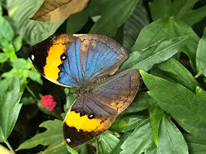 Colourful Butterflies Gallery: orange oakleaf butterfly