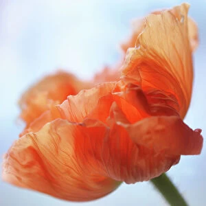 Images Dated 25th February 2017: orange poppy flower