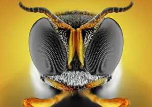 Images Dated 28th April 2014: Orange square-headed wasp
